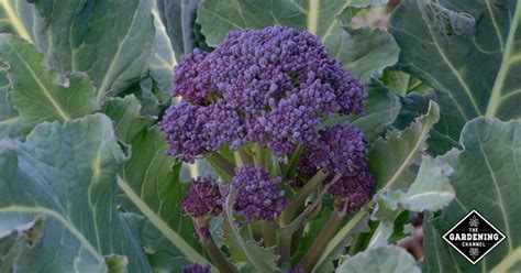 how-to-grow-purple-sprouting-broccoli-gardening image