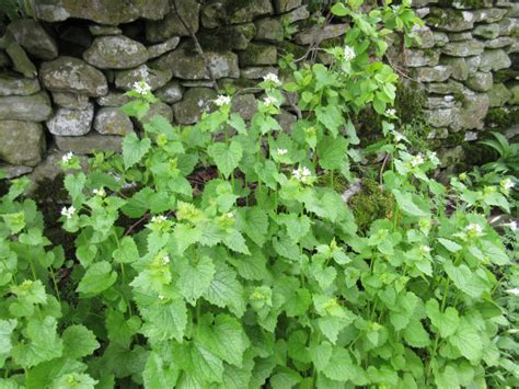 garlic-mustard-a-foraging-guide-to-its-food-medicine image