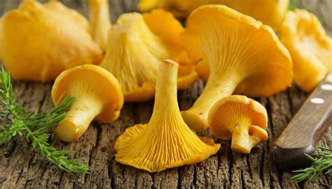 the-ultimate-guide-to-chanterelle-mushrooms image
