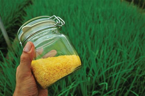 10-unexpected-health-benefits-of-eating-golden-rice image