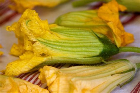 picking-squash-blossoms-how-and-when-to-pick image
