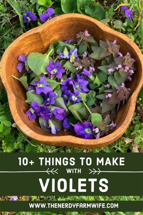 10-things-to-make-with-violets-the-nerdy-farm-wife image