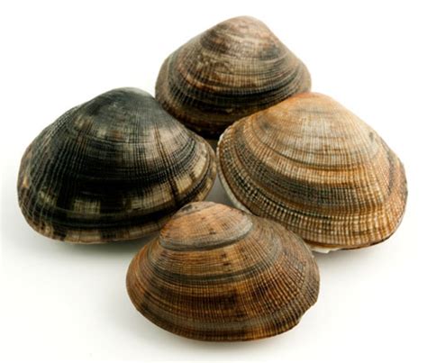 manila-clams-and-chorizo-crostini-james-beard image
