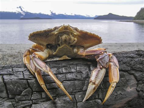 boiled-dungeness-crab-in-the-pacific-northwest-down image
