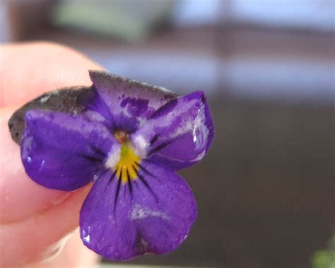 candied-or-sugared-violets-a-spectacular-garnish-a image