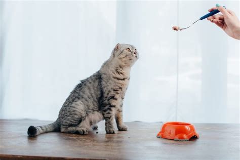 why-does-my-cat-scratch-around-his-food-5-reasons image
