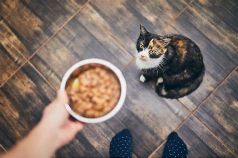 6-delicious-homemade-cat-food-recipes-vet image