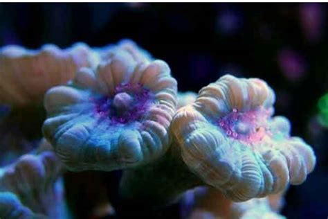 candy-cane-coral-care-placement-and-feeding-caulastrea image