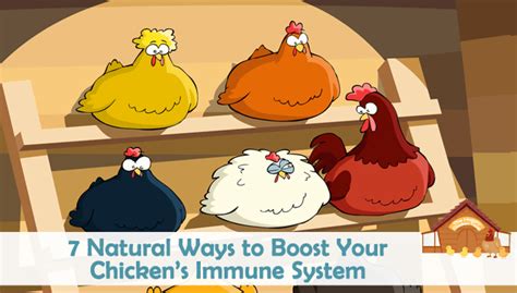 7-natural-ways-to-boost-your-chickens-immune-system image