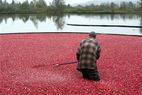 fall-cranberry-harvest-touring-the-cranberry-bogs-in-bc image