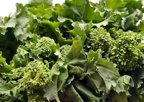 what-is-broccoli-rabe-and-how-is-it-used-the image