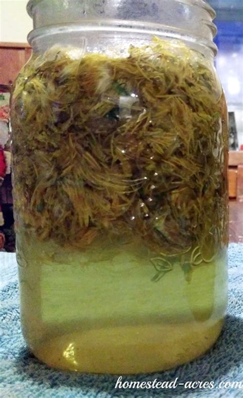 how-to-make-dandelion-jelly-homestead-acres image