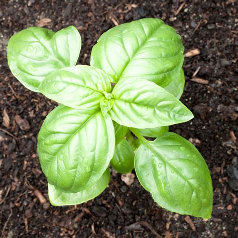 basil-plant-feeding-when-and-how-to-fertilize-basil image