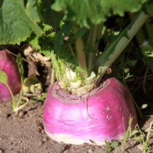 quick-pickled-turnips-for-canning-creative-homemaking image