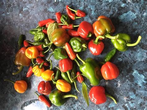 how-to-use-scotch-bonnet-peppers-for-jamaican image