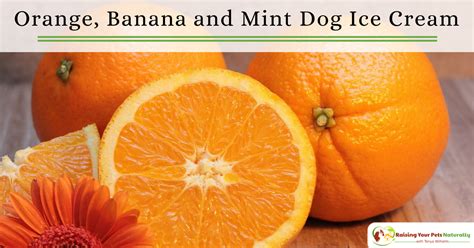 healthy-homemade-dog-treat-recipes-orange image