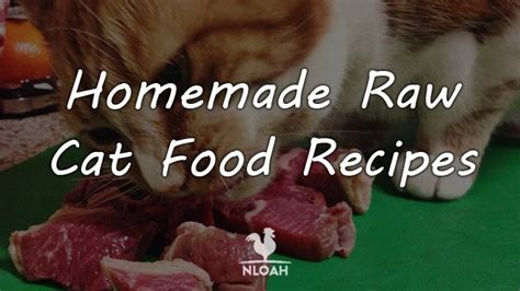 homemade-raw-cat-food-recipes-new-life-on-a image