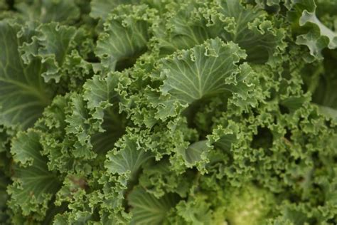 kale-planting-growing-and-harvesting-kale-plants-at image