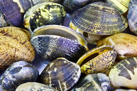 what-are-manila-clams-the-spruce-eats image