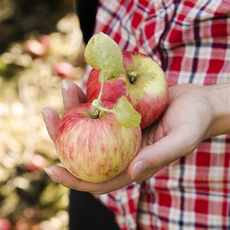 13-heirloom-apple-varieties-for-the-perfect-pie-taste-of image
