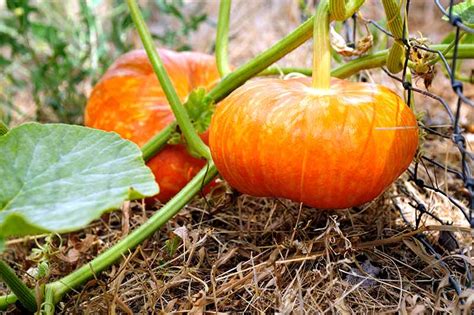 11-of-the-best-pumpkin-varieties-for-cooking-gardeners image