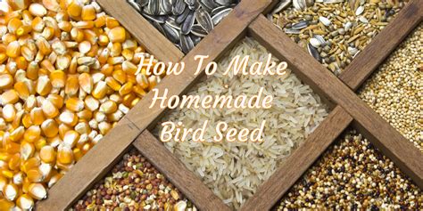 homemade-bird-seed-how-to-make-nutritious-low image