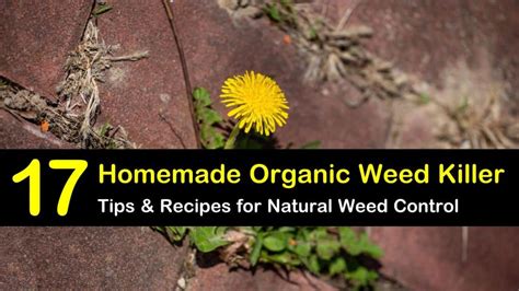 17-homemade-organic-weed-killer-tips image