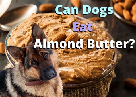 can-dogs-eat-almond-butter-is-it-safe-for-dogs-dogs image