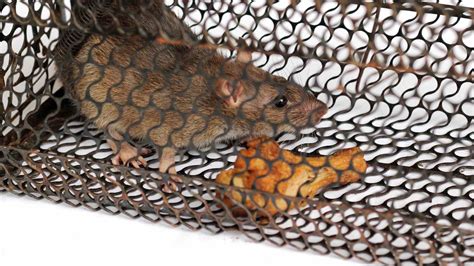 rat-trap-bait-9-successful-options-diy-rodent-control image