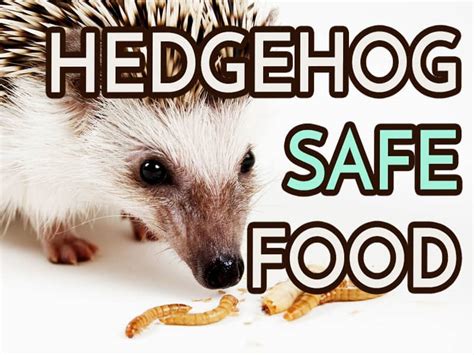 hedgehog-safe-food-ideas-heavenly-hedgies image