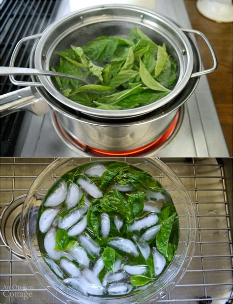 6-ways-to-freeze-basil-which-is-best-an-oregon image