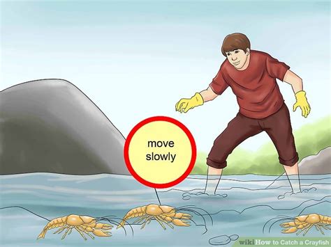 4-ways-to-catch-a-crayfish-wikihow image
