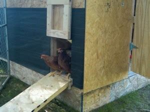 5-uses-for-chickens-in-the-garden-mikes-backyard image