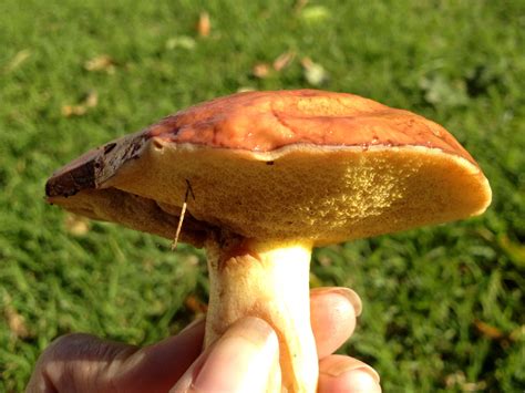 easy-mushroom-foraging-slippery-jack-suillus image