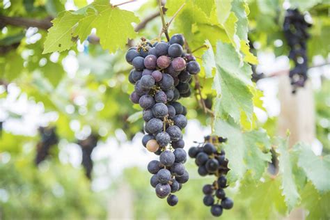 grapevine-varieties-different-types-of-grapes image