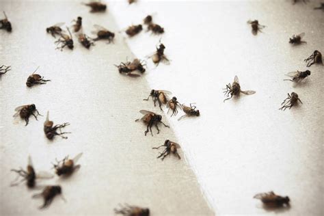 how-to-get-rid-of-flies-indoors-the-spruce image