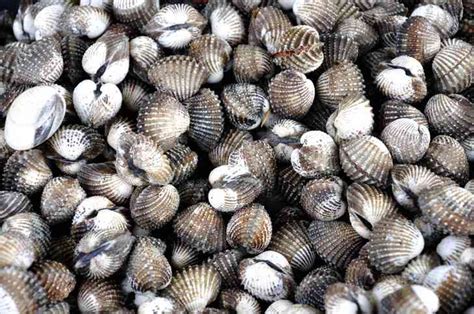 shellfish-oysters-clams-mussels-are-they-toxic-or image