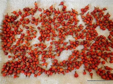 rose-hips-foraging-and-25-recipes-montana image