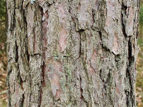 edible-tree-bark-the-ultimate-survival-food-off-the image