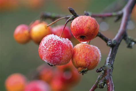 crab-apple-syrup-edible-capital-district image