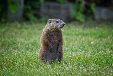 what-do-groundhogs-eat-food-diet-more-terminix image