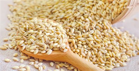 wheat-berries-top-6-benefits-of-wheat-berry-nutrition image