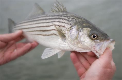 what-is-striped-bass-the-spruce-eats image
