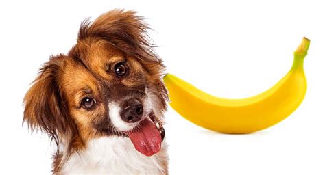 can-dogs-eat-bananas-a-complete-guide-to-bananas-for image