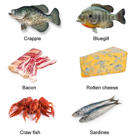 what-do-catfish-eat-the-answer-might-amaze-you image