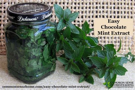 easy-chocolate-mint-extract-recipe-just-three-ingredients image