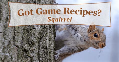 5-best-squirrel-recipes-youll-ever-taste-georgia image