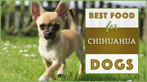 10-healthiest-best-dog-food-for-chihuahuas-2022 image