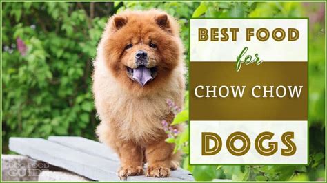 10-healthiest-best-dog-food-for-chow-chow-in-2022 image