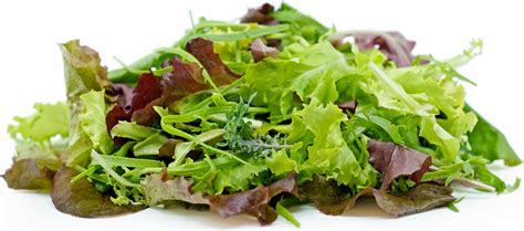 mesclun-mix-information-recipes-and-facts-specialty image